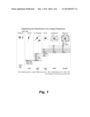 CULTURE SYSTEM FOR STEM CELL PROPAGATION AND NEURAL AND OLIGODENDROCYTE     SPECIFICATION diagram and image