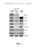 CULTURE SYSTEM FOR STEM CELL PROPAGATION AND NEURAL AND OLIGODENDROCYTE     SPECIFICATION diagram and image