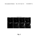 CULTURE SYSTEM FOR STEM CELL PROPAGATION AND NEURAL AND OLIGODENDROCYTE     SPECIFICATION diagram and image