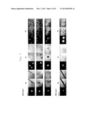 NOVEL NUCLEAR REPROGRAMMING SUBSTANCE diagram and image