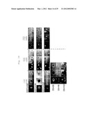 NOVEL NUCLEAR REPROGRAMMING SUBSTANCE diagram and image