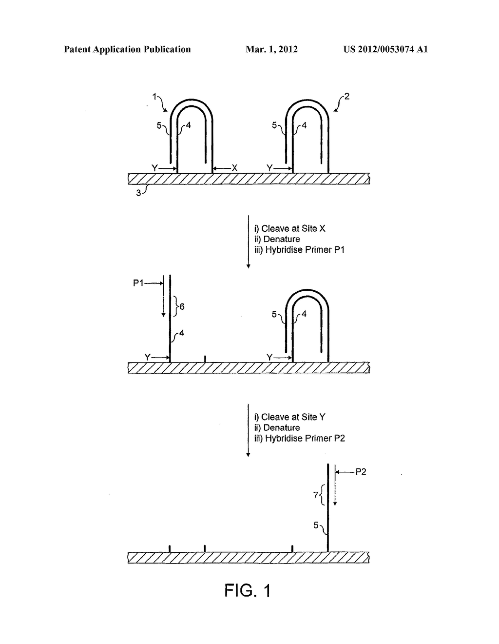 Method for Sequencing a Polynucleotide Template - diagram, schematic, and image 02