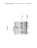 METHODS OF CREATING AND SCREENING DNA-ENCODED LIBRARIES diagram and image