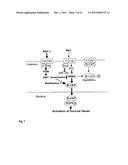 THERAPEUTIC METHOD FOR INCREASING PANCREATIC BETA CELL MASS diagram and image