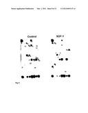 THERAPEUTIC METHOD FOR INCREASING PANCREATIC BETA CELL MASS diagram and image