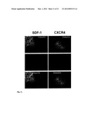 THERAPEUTIC METHOD FOR INCREASING PANCREATIC BETA CELL MASS diagram and image