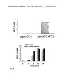 THERAPEUTIC METHOD FOR INCREASING PANCREATIC BETA CELL MASS diagram and image