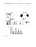 THERAPEUTIC METHOD FOR INCREASING PANCREATIC BETA CELL MASS diagram and image