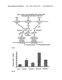 THERAPEUTIC METHOD FOR INCREASING PANCREATIC BETA CELL MASS diagram and image