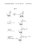 Nucleic Acid Labelling Compounds diagram and image