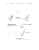 Nucleic Acid Labelling Compounds diagram and image