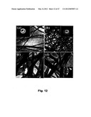 GREEN SYNTHESIS OF NANOMETALS USING PLANT EXTRACTS AND USE THEREOF diagram and image