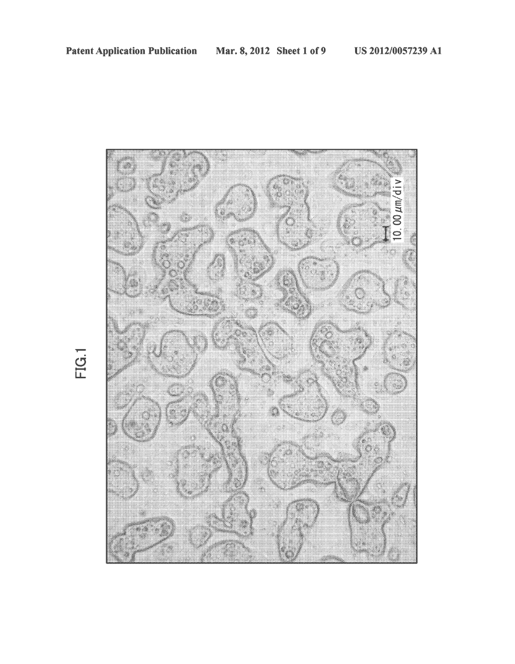 LIGHT SCATTERING SHEET AND PROCESS FOR PRODUCING THE SAME - diagram, schematic, and image 02