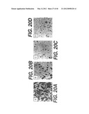 ANTI- INTEGRIN ANTIBODIES, COMPOSITIONS, METHODS AND USES diagram and image