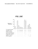 ANTI- INTEGRIN ANTIBODIES, COMPOSITIONS, METHODS AND USES diagram and image