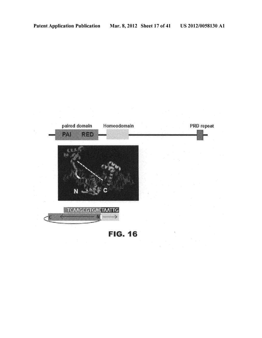 COMPOSITIONS AND METHODS FOR DIAGNOSING, TREATING, AND PREVENTING PROSTATE     CONDITIONS - diagram, schematic, and image 18