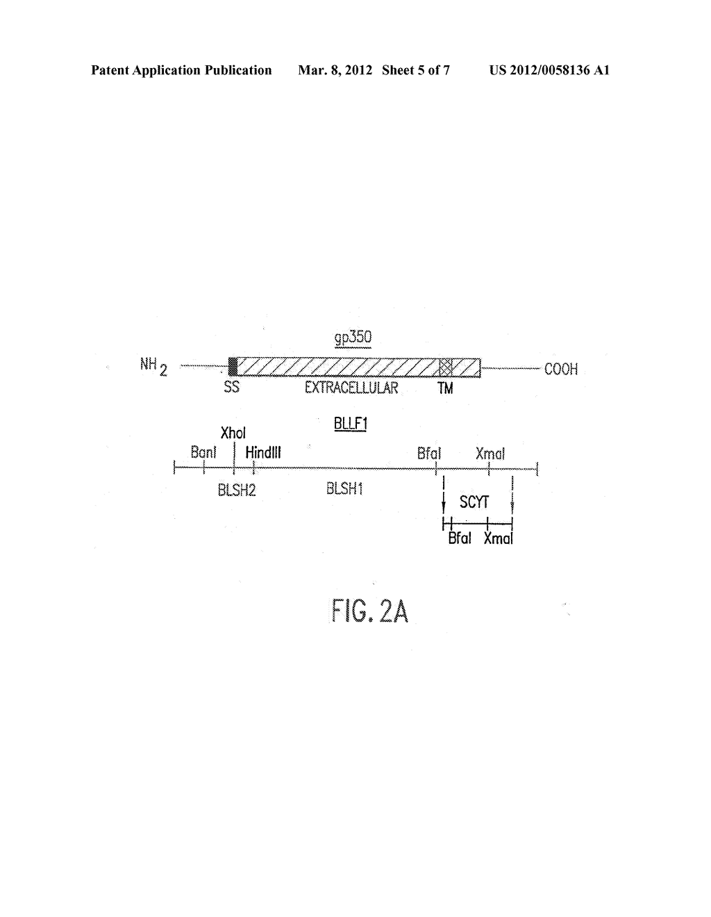 NON-SPLICING VARIANTS OF gp350/220 - diagram, schematic, and image 06