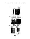 VACCINE FOR PROTECTION AGAINST SHIGELLA SONNEI DISEASE diagram and image