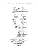 VACCINE FOR PROTECTION AGAINST SHIGELLA SONNEI DISEASE diagram and image