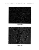 STABLE, SPRAY DRYED, IMMUNOGENIC, VIRAL COMPOSITIONS diagram and image