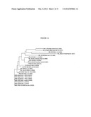 MOLECULAR DETECTION OF XMRV INFECTION diagram and image