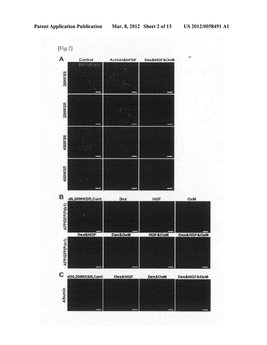 METHOD FOR INDUCTION OF DIFFERENTIATION OF ES CELL - diagram, schematic, and image 03