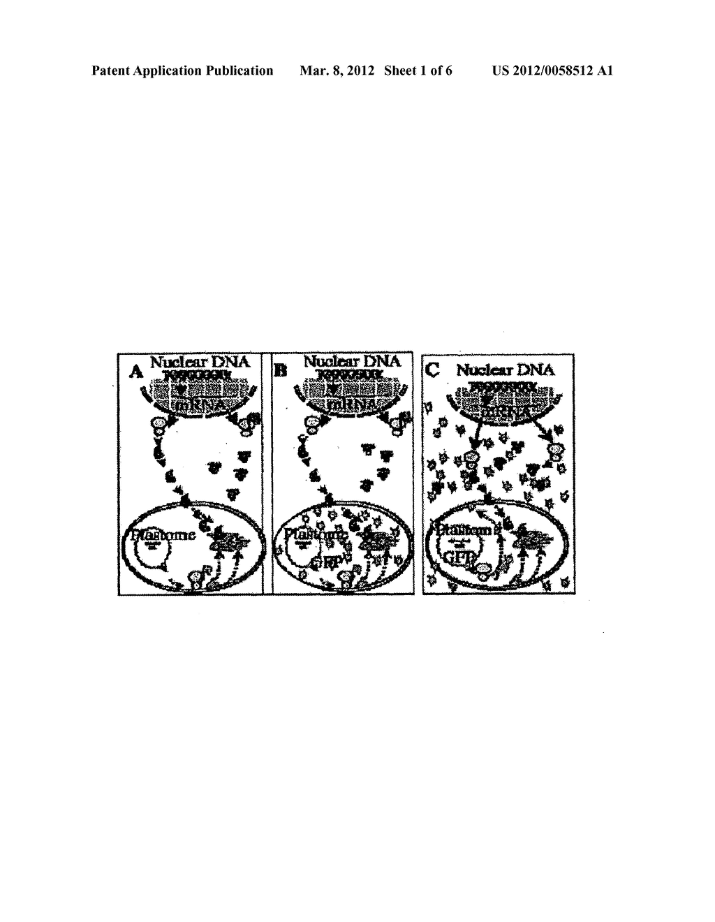 METHOD OF EXPRESSING FOREIGN PROTEIN IN PLASTIDS - diagram, schematic, and image 02