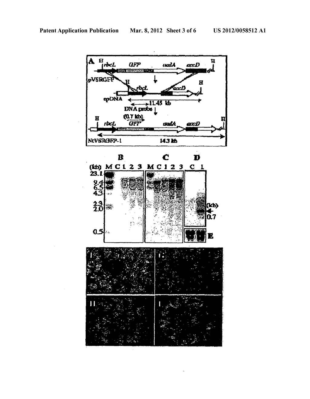 METHOD OF EXPRESSING FOREIGN PROTEIN IN PLASTIDS - diagram, schematic, and image 04