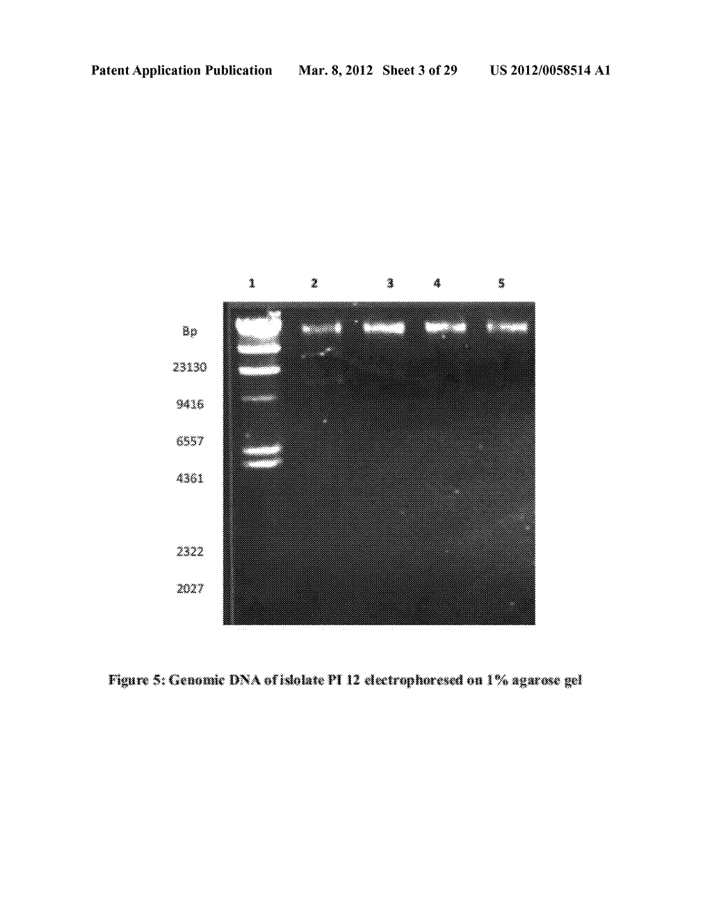 COLD ACTIVE ENZYME AND METHOD THEREOF - diagram, schematic, and image 04