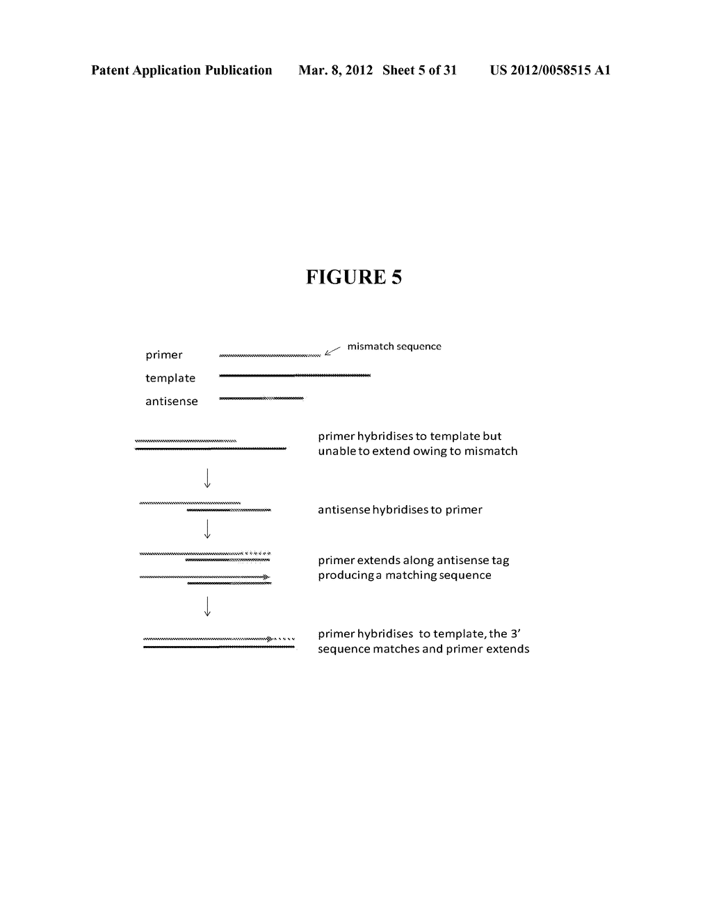 METHOD OF REGULATING OLIGONUCLEOTIDE FUNCTIONALITY - diagram, schematic, and image 06