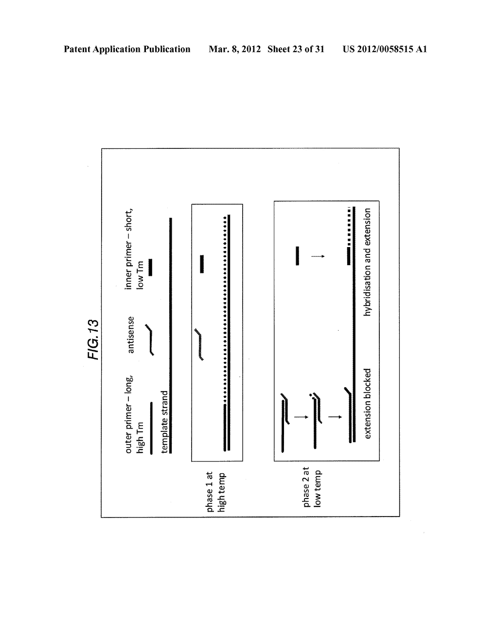 METHOD OF REGULATING OLIGONUCLEOTIDE FUNCTIONALITY - diagram, schematic, and image 24
