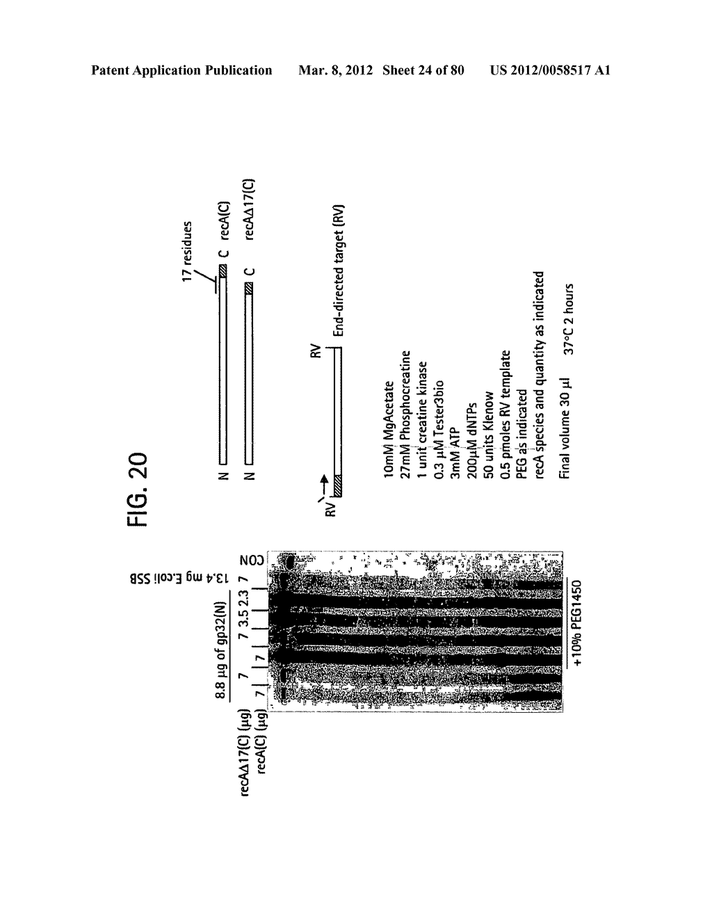 Recombinase Polymerase Amplification - diagram, schematic, and image 25