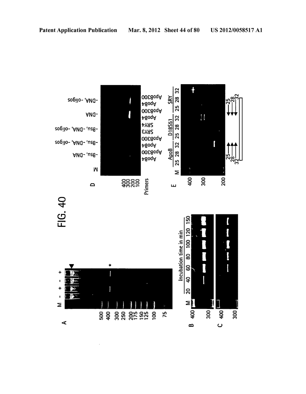 Recombinase Polymerase Amplification - diagram, schematic, and image 45