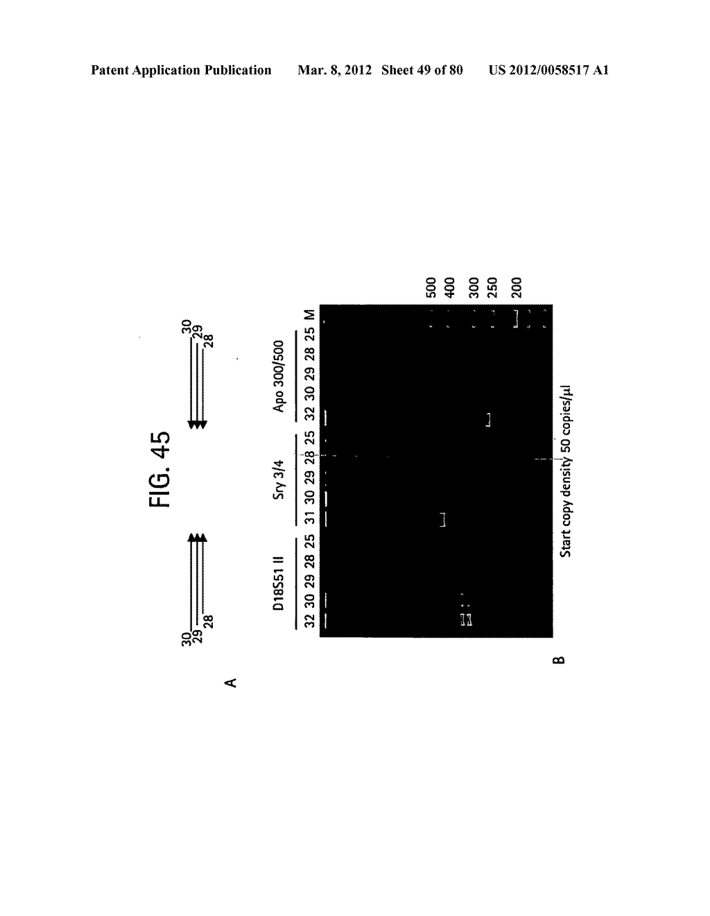 Recombinase Polymerase Amplification - diagram, schematic, and image 50