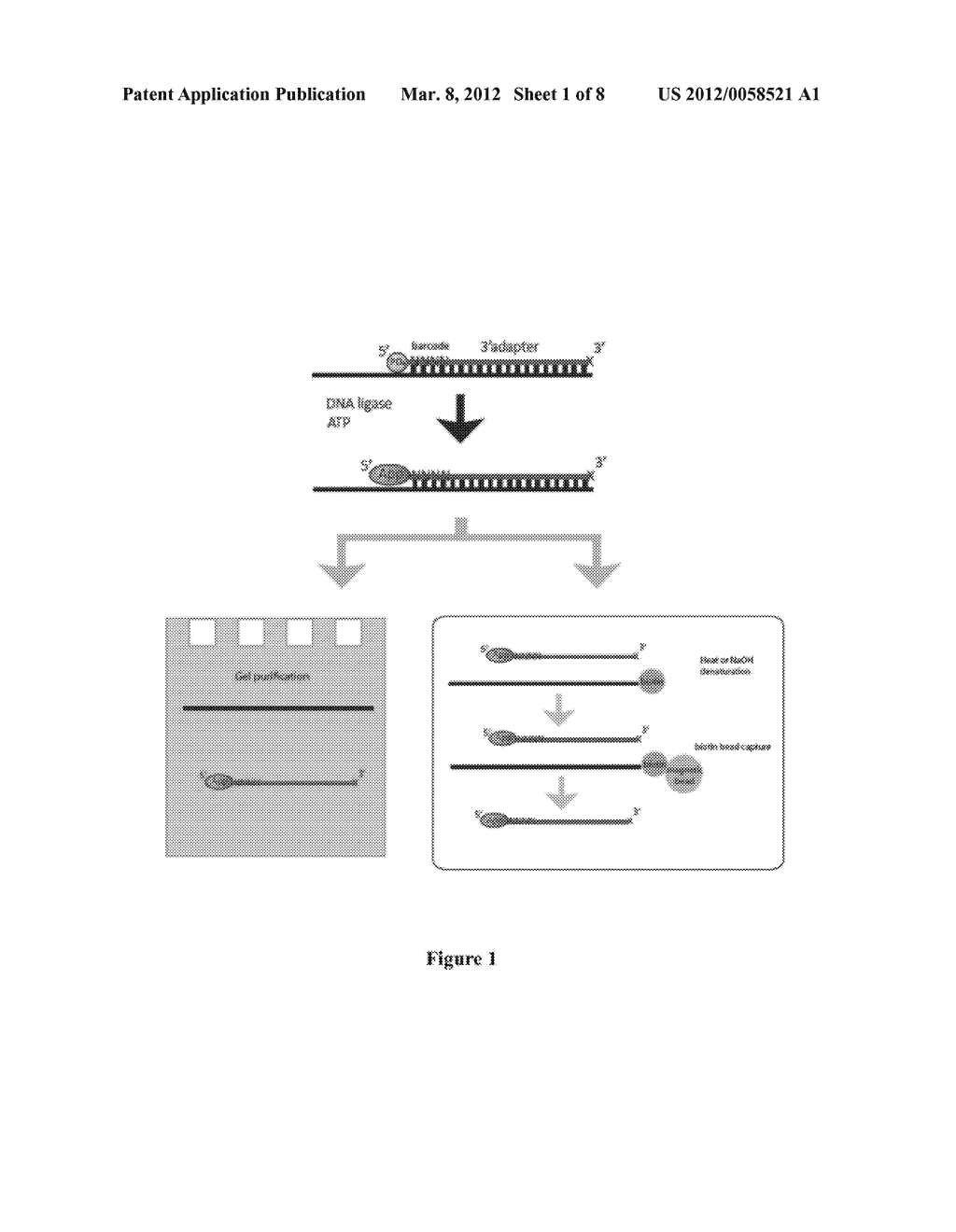 ENZYMATIC OLIGONUCLEOTIDE PRE-ADENYLATION - diagram, schematic, and image 02