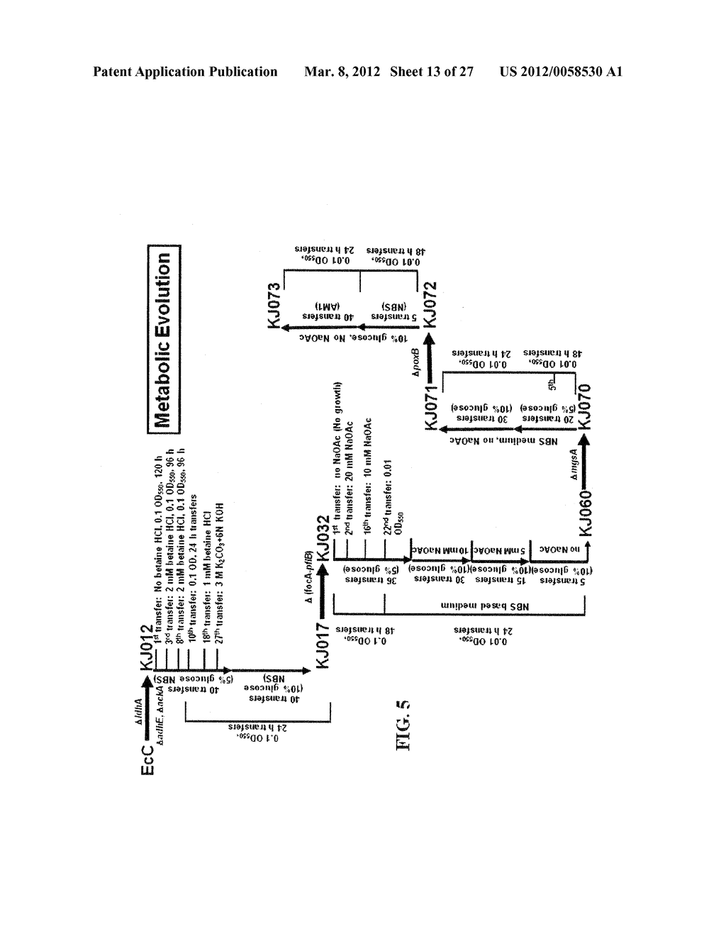 ENGINEERING THE PATHWAY FOR SUCCINATE PRODUCTION - diagram, schematic, and image 14