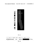 ASSAY FOR THE DETECTION OF RECURRENCE IN BREAST CANCER USING THE NOVEL     TUMOR SUPPRESSOR DEAR1 diagram and image