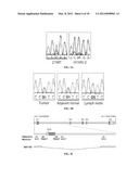 ASSAY FOR THE DETECTION OF RECURRENCE IN BREAST CANCER USING THE NOVEL     TUMOR SUPPRESSOR DEAR1 diagram and image