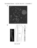 ASSAY FOR THE DETECTION OF RECURRENCE IN BREAST CANCER USING THE NOVEL     TUMOR SUPPRESSOR DEAR1 diagram and image