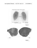 USE OF DECORINE FOR INCREASING MUSCLE MASS diagram and image