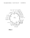 STABILIZED BIOACTIVE PEPTIDES AND METHODS OF IDENTIFICATION, SYNTHESIS,     AND USE diagram and image