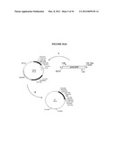 METHODS FOR THE PRODUCTION OF APOLIPOPROTEINS IN TRANSGENIC PLANTS diagram and image