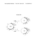 METHODS FOR THE PRODUCTION OF APOLIPOPROTEINS IN TRANSGENIC PLANTS diagram and image