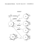 METHODS FOR THE PRODUCTION OF APOLIPOPROTEINS IN TRANSGENIC PLANTS diagram and image