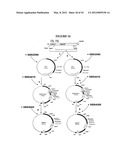 METHODS FOR THE PRODUCTION OF APOLIPOPROTEINS IN TRANSGENIC PLANTS diagram and image