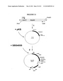 METHODS FOR THE PRODUCTION OF APOLIPOPROTEINS IN TRANSGENIC PLANTS diagram and image