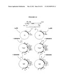 METHODS FOR THE PRODUCTION OF APOLIPOPROTEINS IN TRANSGENIC PLANTS diagram and image