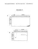 METHODS FOR THE PRODUCTION OF APOLIPOPROTEINS IN TRANSGENIC PLANTS diagram and image