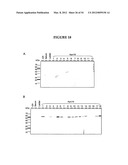 METHODS FOR THE PRODUCTION OF APOLIPOPROTEINS IN TRANSGENIC PLANTS diagram and image