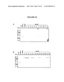 METHODS FOR THE PRODUCTION OF APOLIPOPROTEINS IN TRANSGENIC PLANTS diagram and image